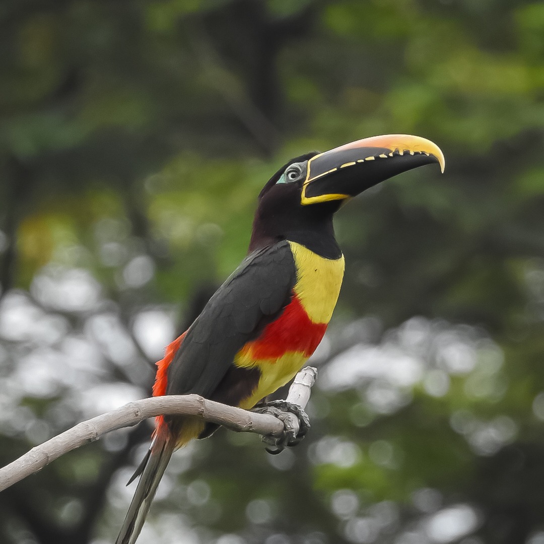 Avistamiento de Aves